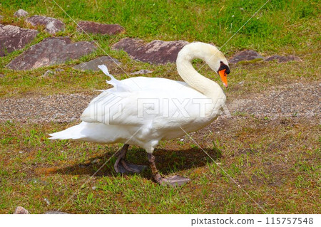 疣鼻天鵝在湖岸漫步（錦陽池公園） 115757548