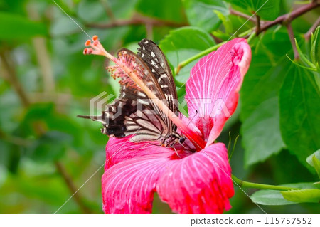 燕尾蝴蝶從花中吸蜜（伊丹市昆蟲博物館） 115757552