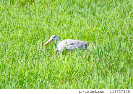 A grey heron hunting for prey in the grass (Koyoike Park) 115757556