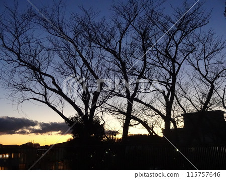 Winter Dusk Dead Tree 001 115757646