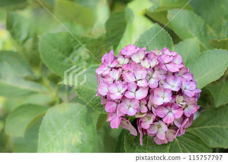 Hydrangeas blooming in vibrant colors under the rainy season sky 115757797