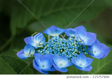 雨季的繡球花在天空的襯托下綻放出鮮豔的色彩 雨季的繡球花在天空的襯托下綻放出鮮豔的色彩 115757800
