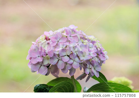 Hydrangeas blooming in vibrant colors under the rainy season sky 115757808