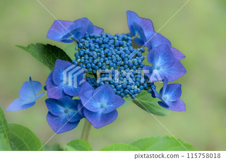 雨季的繡球花在天空的襯托下綻放出鮮豔的色彩 115758018