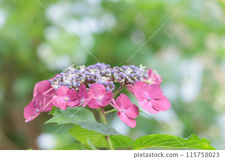 Hydrangeas blooming in vibrant colors under the rainy season sky 115758023