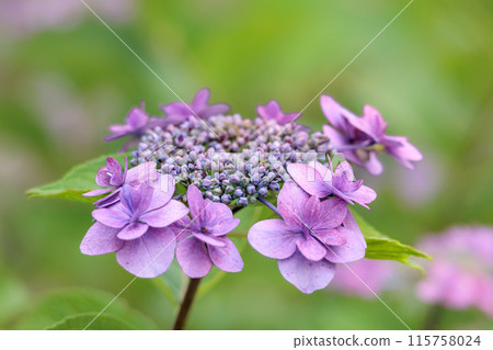 Hydrangeas blooming in vibrant colors under the rainy season sky 115758024