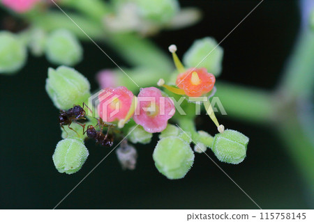 伊蚊花和前來採蜜的紅耳螞蟻的特寫。 115758145