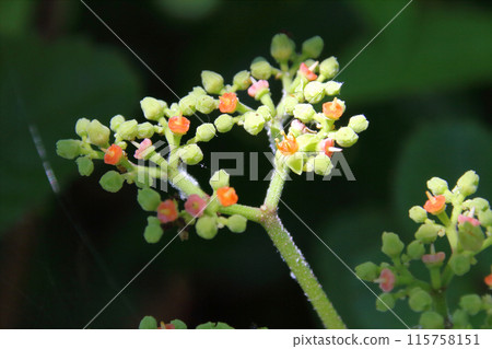 Close-up of a small flower of Ardisia crenata 115758151