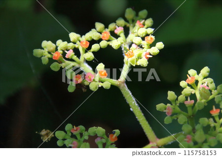 Close-up of a small flower of Ardisia crenata Close-up of a small flower of Ardisia crenata 115758153