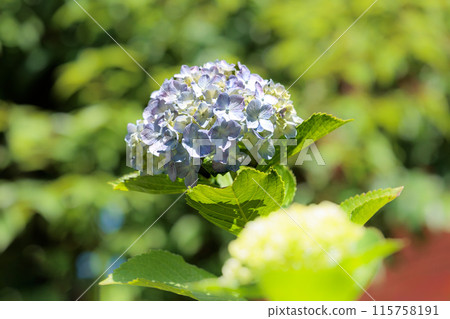 Hydrangeas blooming in vibrant colors under the rainy season sky 115758191