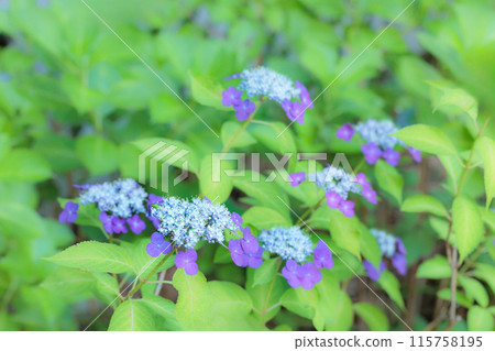 Hydrangeas blooming in vibrant colors under the rainy season sky 115758195