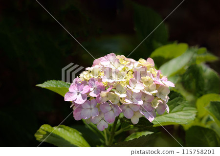雨季的繡球花在天空的襯托下綻放出鮮豔的色彩 115758201