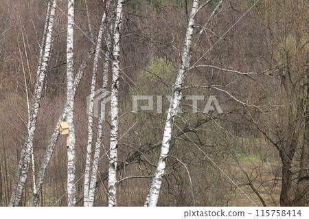 birdhouse on a tree, spring, birdhouse on a birch in a spring sunny day, 115758414