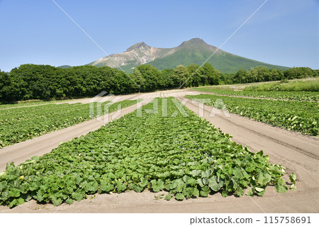Photographing pumpkin fields in early summer in Morimachi, Hokkaido Photographing pumpkin fields in early summer in Morimachi, Hokkaido 115758691
