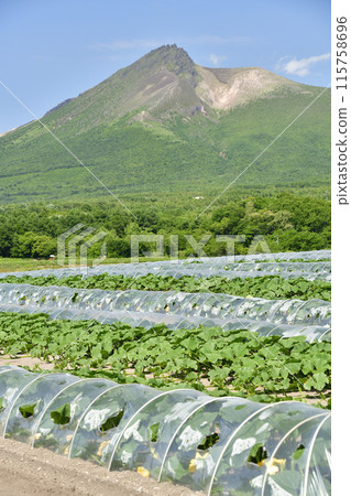 Photographing pumpkin fields in early summer in Morimachi, Hokkaido 115758696