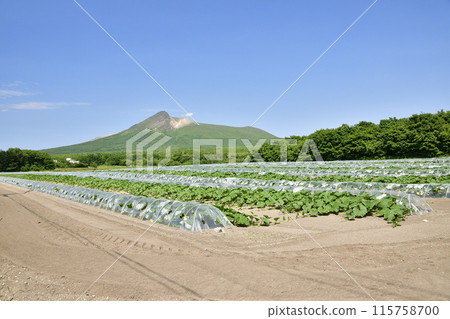 Photographing pumpkin fields in early summer in Morimachi, Hokkaido Photographing pumpkin fields in early summer in Morimachi, Hokkaido 115758700