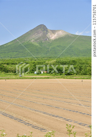Photographing pumpkin fields in early summer in Morimachi, Hokkaido 115758701