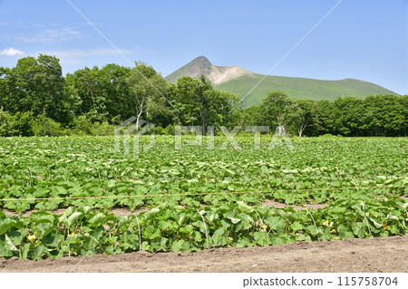 Photographing pumpkin fields in early summer in Morimachi, Hokkaido 115758704