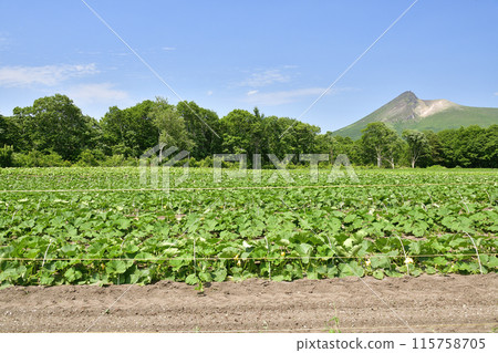 Photographing pumpkin fields in early summer in Morimachi, Hokkaido 115758705