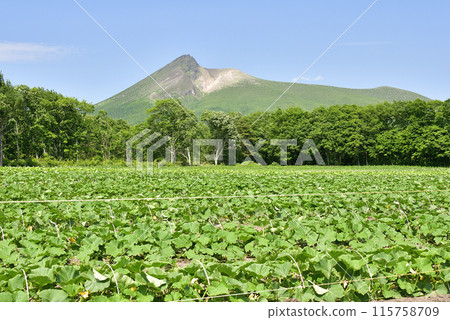 拍攝初夏北海道森町南瓜田的景色 拍攝初夏北海道森町南瓜田的景色 115758709