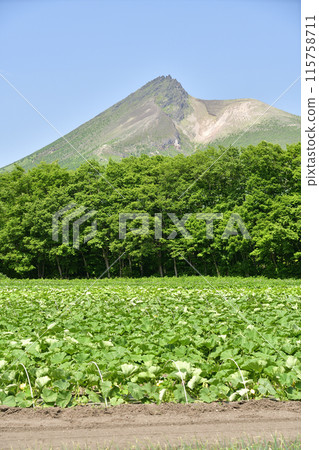 Photographing pumpkin fields in early summer in Morimachi, Hokkaido 115758711