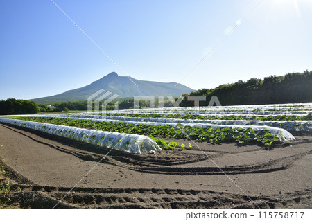 拍攝初夏北海道森町南瓜田的景色 115758717