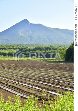 拍攝初夏北海道森町南瓜田的景色 115758718