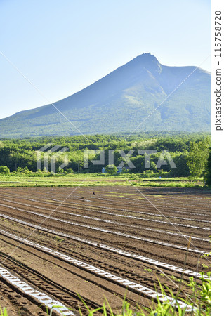 拍攝初夏北海道森町南瓜田的景色 115758720