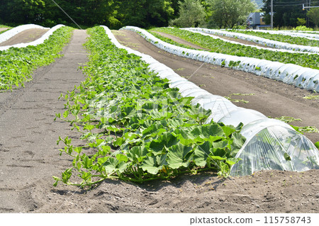 Photographing pumpkin fields in early summer in Morimachi, Hokkaido 115758743