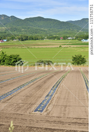 拍攝初夏北海道森町南瓜田的景色 115758751