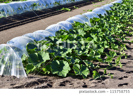 Photographing pumpkin fields in early summer in Morimachi, Hokkaido 115758755