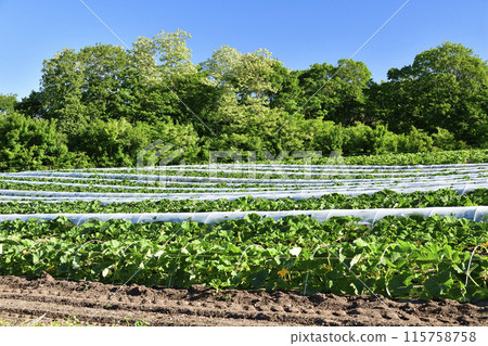 Photographing pumpkin fields in early summer in Morimachi, Hokkaido Photographing pumpkin fields in early summer in Morimachi, Hokkaido 115758758