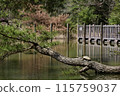 Turtle sunbathing on a pine tree 115759037