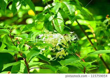 平谷瀑布下游盛開的紀繼 平谷瀑布下游盛開的紀繼 115759054
