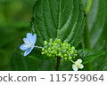 Blue hydrangea 115759064