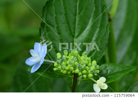 Blue hydrangea Blue hydrangea 115759064