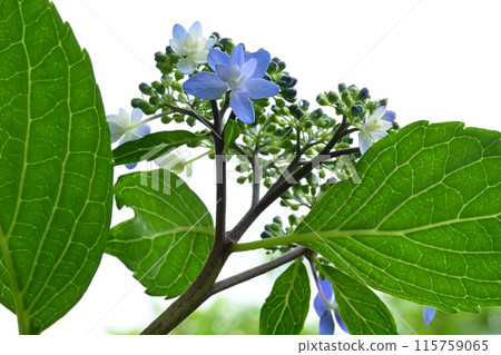 Blue hydrangea 115759065