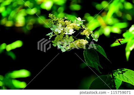 平谷瀑布下游盛開的紀繼 平谷瀑布下游盛開的紀繼 115759071