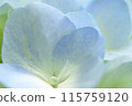 hydrangea flower 115759120