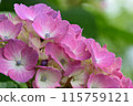 hydrangea flower 115759121