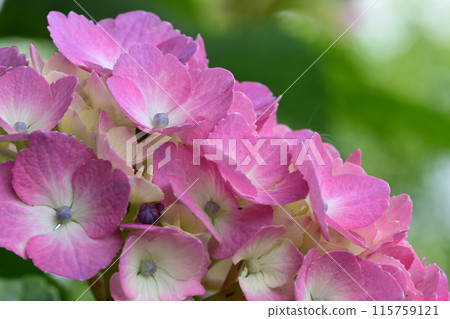 hydrangea flower 115759121
