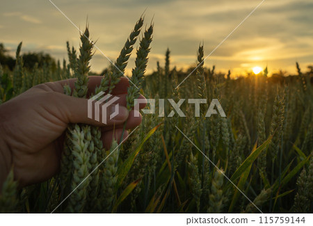 Farmer holds ears of ripe wheat in the evening at sunset. Checking the ripening of the wheat crop on the plantation. 115759144