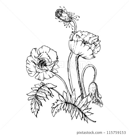 Hand drawn vector graphic botanical illustration flowers leaves. Red poppy papaver, stems buds seedpods. Field bouquet isolated on white background. Design wedding, cards, remembrance day stationery 115759153