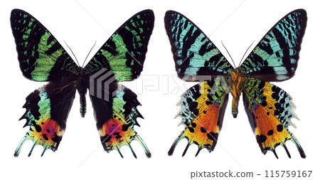 Green red colorful butterfly Urania ripheus Sunset Moth unusual form back side isolated on transparent, close-up, macro. Design element. Lepidoptera, collection butterflies, insects. 115759167