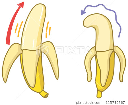 Bananas shaped like male genitalia: healthy bananas and shriveled bananas Bananas shaped like male genitalia: healthy bananas and shriveled bananas 115759367