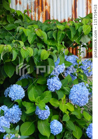 Blue hydrangea and rusty tin wall Blue hydrangea and rusty tin wall 115759418