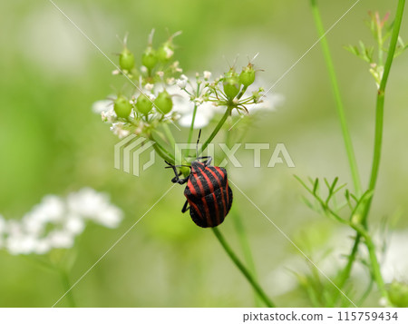 Akushushi竹 115759434