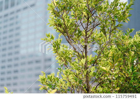 tree, wood, botanic 115759491