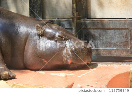 河馬在午睡 河馬在曬太陽 115759549