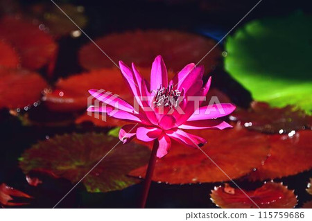 浮在水面上的睡蓮花 115759686